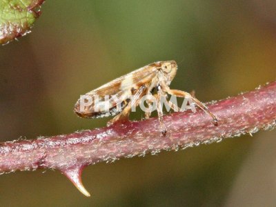Xylella fastidiosa